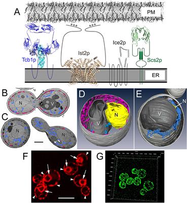 Sticking With It: ER-PM Membrane Contact Sites as a Coordinating Nexus for Regulating Lipids and Proteins at the Cell Cortex